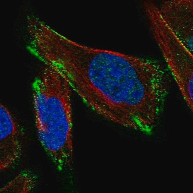 Anti-CAV3 antibody produced in rabbit