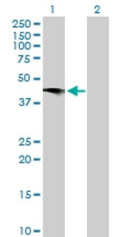 Anti-C2CD2 antibody produced in mouse