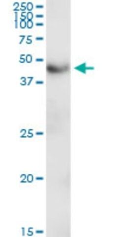 Anti-C2CD2 antibody produced in rabbit