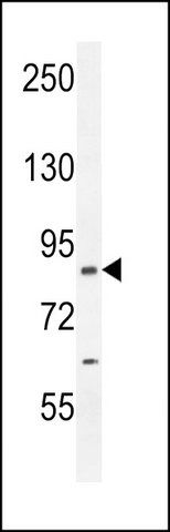 ANTI-CCDC123 (C-TERM) antibody produced in rabbit