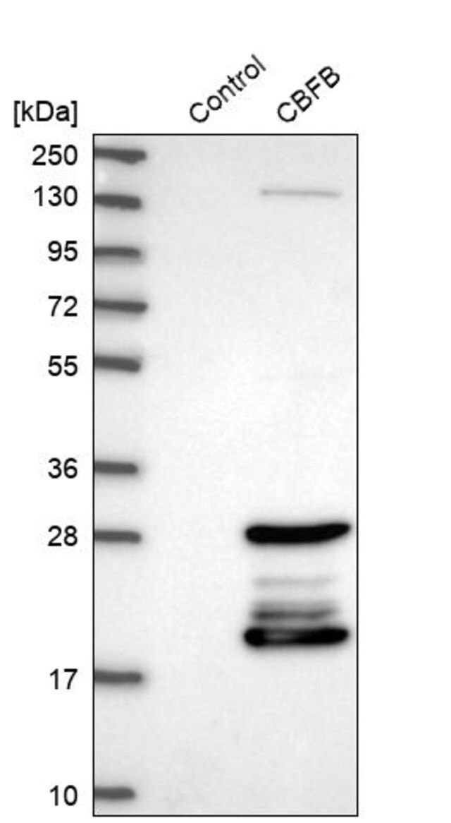 Anti-CBFB antibody produced in rabbit