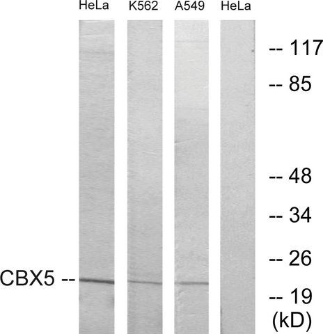 Anti-CBX5 antibody produced in rabbit