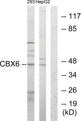 Anti-CBX6 antibody produced in rabbit