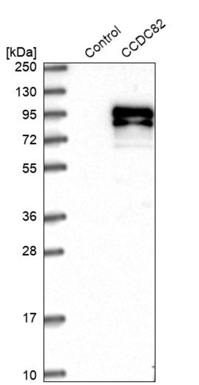 Anti-CCDC82 antibody produced in rabbit