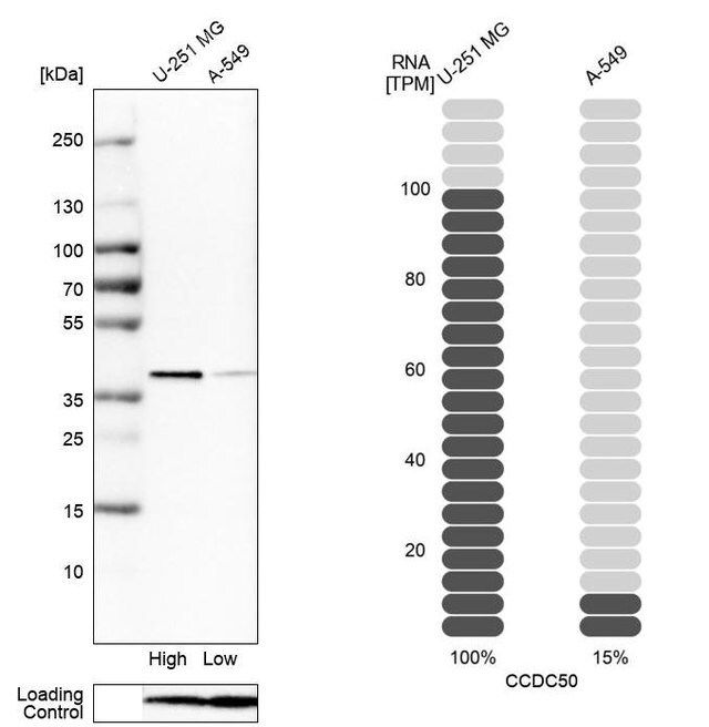 Anti-CCDC50 antibody produced in rabbit