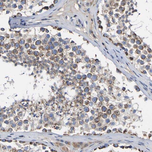 Anti-CCDC90B antibody produced in rabbit