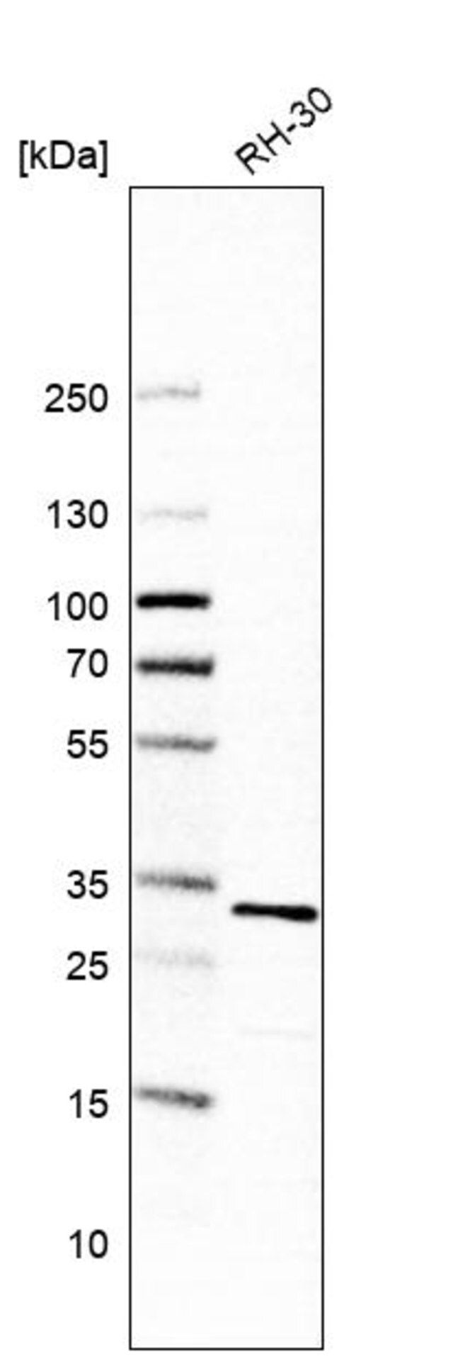 Anti-CCDC43 antibody produced in rabbit