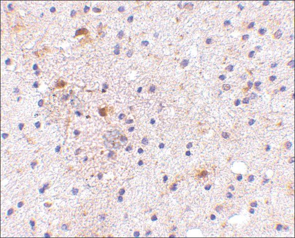 Anti-CAPS1 (ab1) antibody produced in rabbit