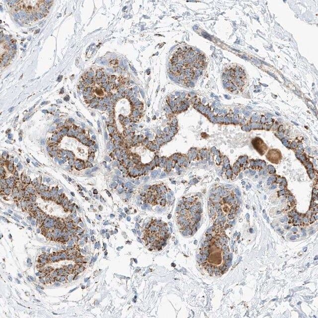 Anti-CAPN13 antibody produced in rabbit