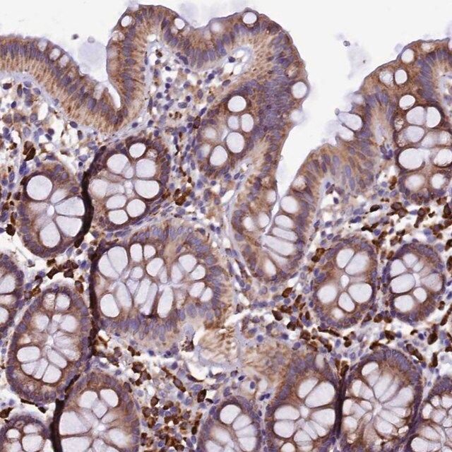 Anti-CAPS2 antibody produced in rabbit