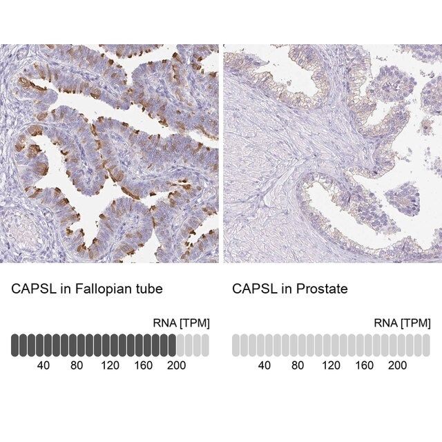 Anti-CAPSL antibody produced in rabbit