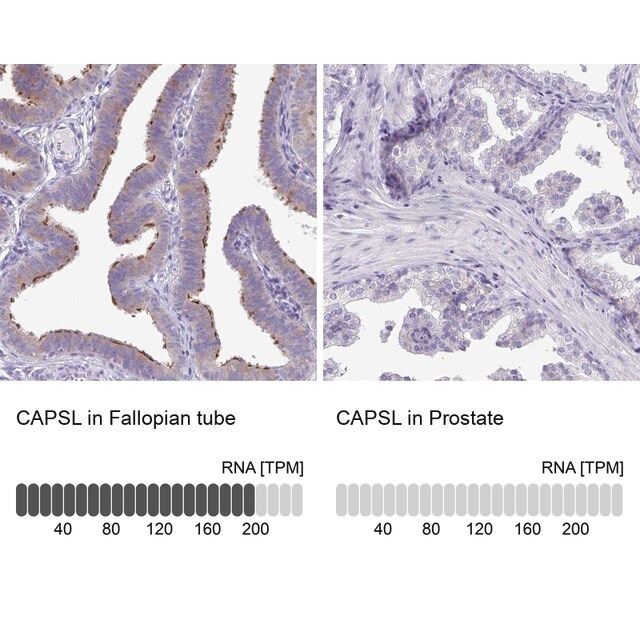 Anti-CAPSL antibody produced in rabbit