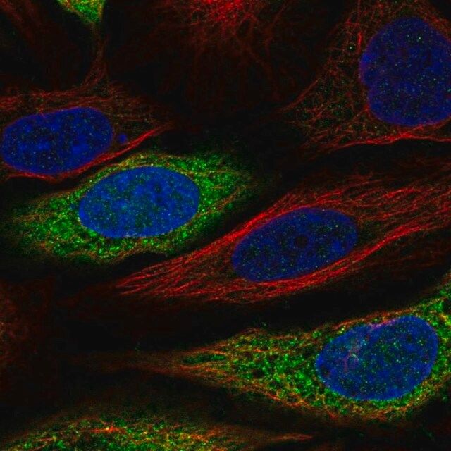 Anti-CAPZA2 antibody produced in rabbit