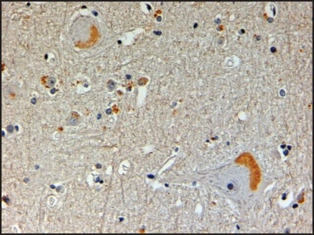 Anti-CAPON/NOS1AP antibody produced in goat