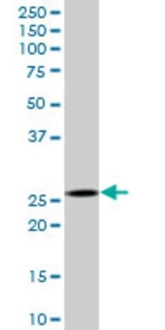 Anti-CAPNS1 antibody produced in mouse