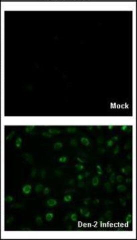 Anti-Capsid Protein antibody produced in rabbit