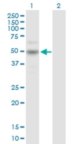 Anti-CARD8 antibody produced in rabbit