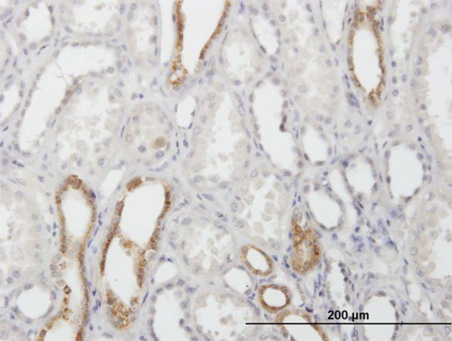 Anti-CAPS antibody produced in mouse