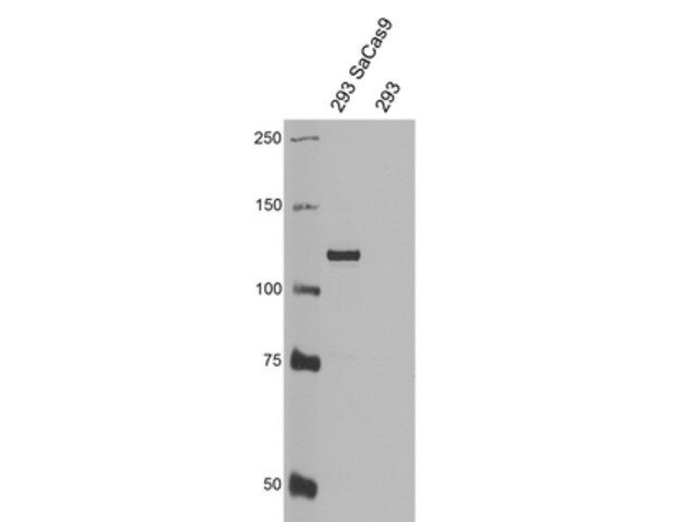 Anti-Cas9 Antibody, C-terminal Antibody, clone 5F1 Antibody, S. aureus