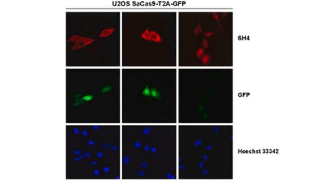 Anti-Cas9 Antibody, N-terminal Antibody, clone 6H4 Antibody, S. aureus