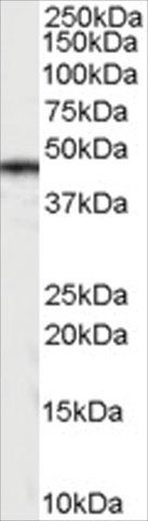 Anti-CASEIN Kinase 1 antibody produced in goat