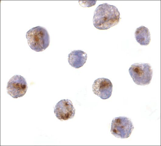 Anti-CARD8 antibody produced in rabbit