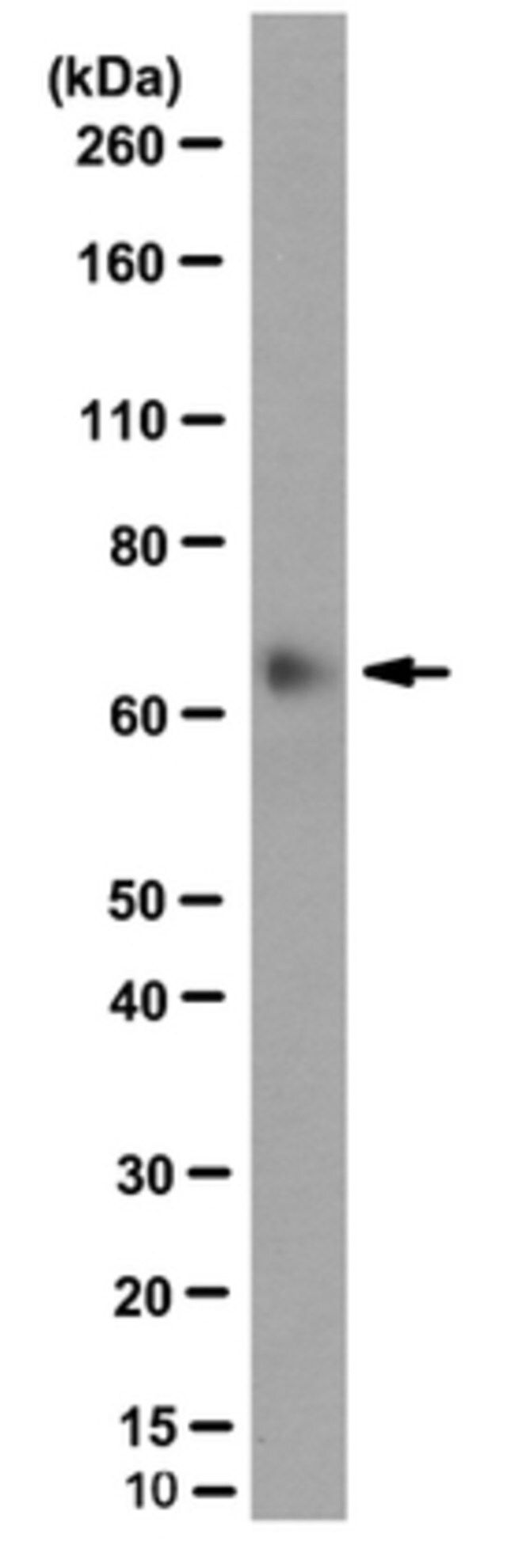 Anti-BIRC2/IAP-2, clone 1E1-1-10 Antibody