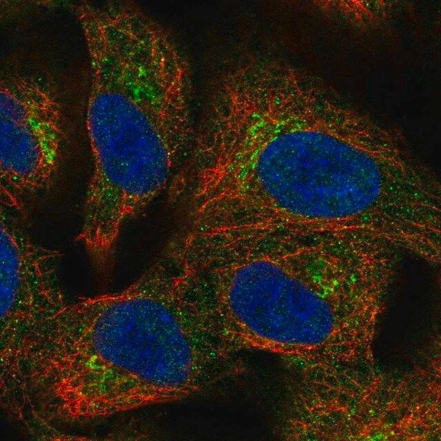 Anti-BIRC6 antibody produced in rabbit