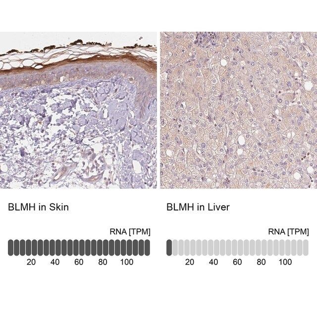 Anti-BLMH antibody produced in rabbit