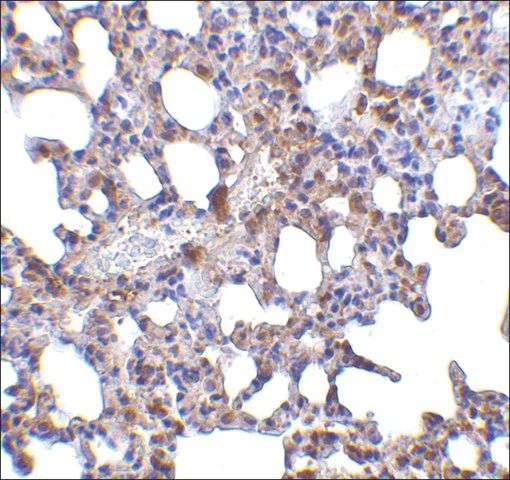 Anti-Blimp-1 (ab2) antibody produced in rabbit