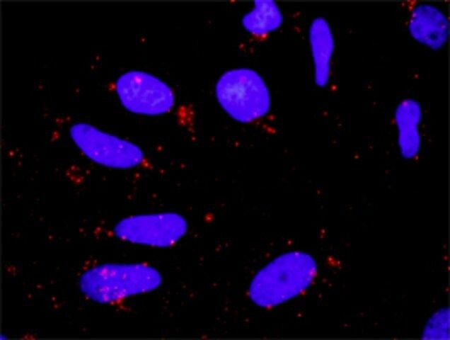 Anti-BIRC3 antibody produced in rabbit