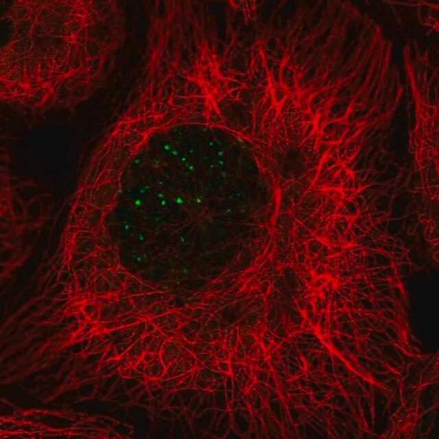 Anti-BABAM1 antibody produced in rabbit