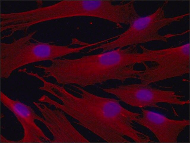 Anti--Tubulin IV antibody, Mouse monoclonal