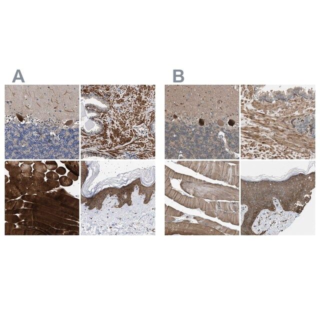 Anti-BAG3 antibody produced in rabbit