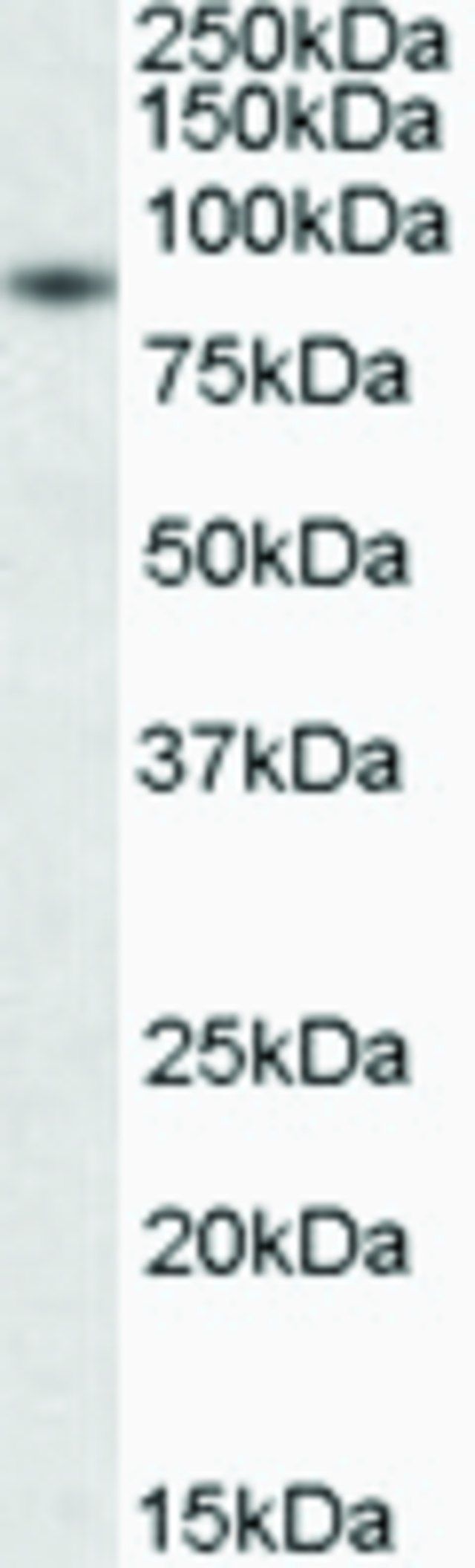 Anti-BAG3 (C-terminal) antibody produced in goat