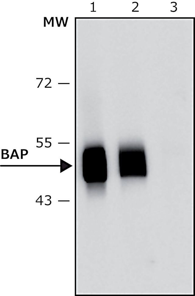 Anti-Bacterial Alkaline Phosphatase (BAP, PhoA) antibody, Mouse monoclonal