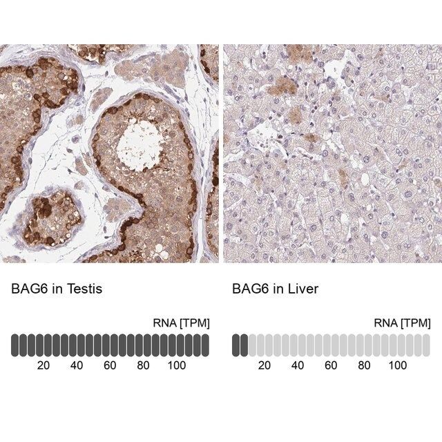 Anti-BAG6 antibody produced in rabbit