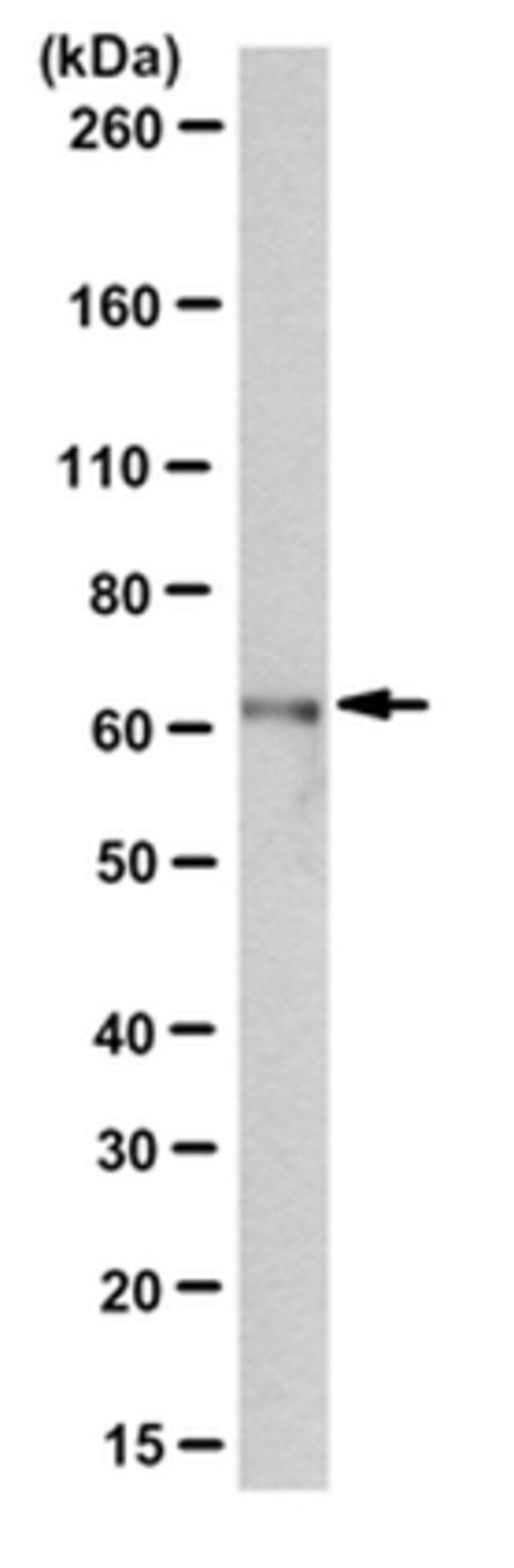 Anti-BAG3 Antibody, clone AC-1