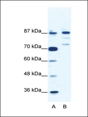 Anti-BACH1 antibody produced in rabbit