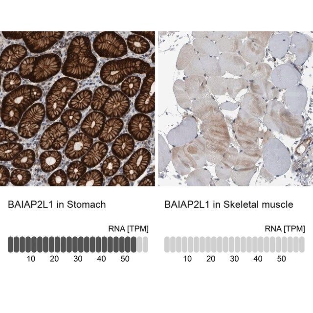 Anti-BAIAP2L1 antibody produced in rabbit