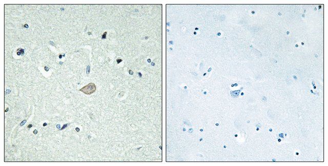 Anti-BAI3 antibody produced in rabbit