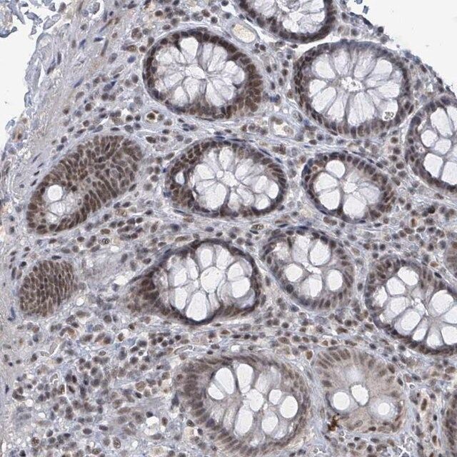 Anti-BANP antibody produced in rabbit