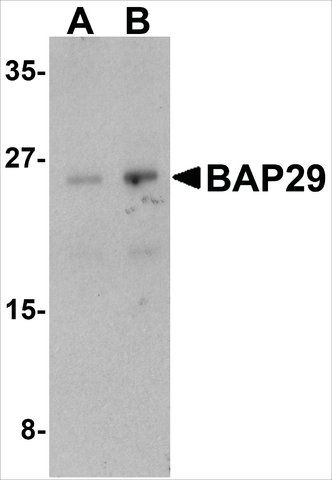 Anti-BAP29 (ab2) antibody produced in rabbit