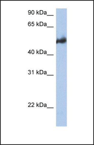 Anti-BAG3 antibody produced in rabbit