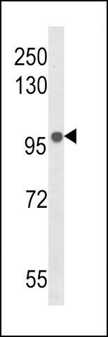 ANTI-BANK1 (CENTER) antibody produced in rabbit