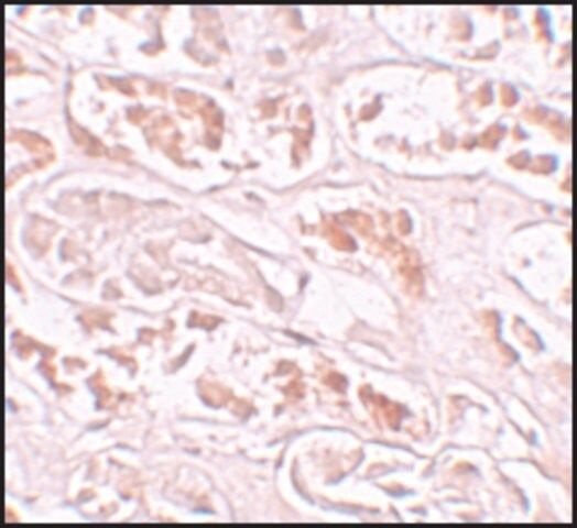 Anti-BANP antibody produced in rabbit