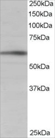 Anti-BAIAP2 (Isoform 1) antibody produced in goat