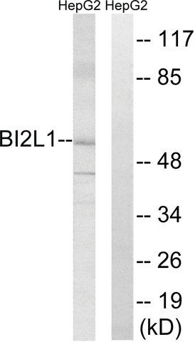 Anti-BAIAP2L1 antibody produced in rabbit