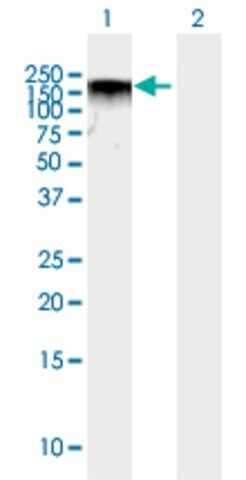 Anti-BAZ2A antibody produced in mouse