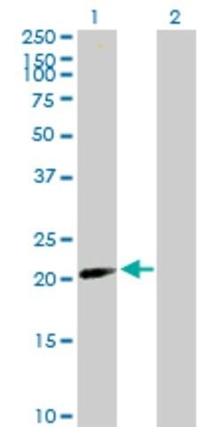 Anti-BATF2 antibody produced in mouse